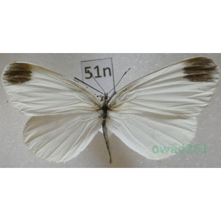 Leptidea sinapis (Linnaeus, 1758) male Wietek gorczycznik Turkey51n